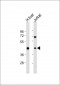 ADH1B Antibody (Center)